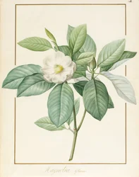 Magnolia Glauca, 1811